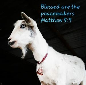 Meet your Posher, Pam